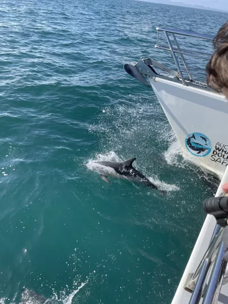 Auckland Whale And Dolphin Safari - a top Auckland activity
